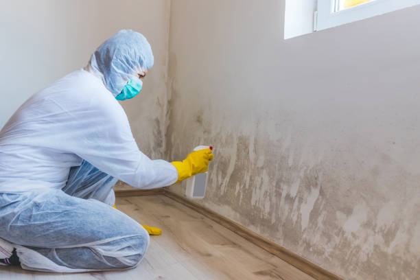 Licensed Basement Mold Removal service in Georgetown, PA - WQB Mold Removal