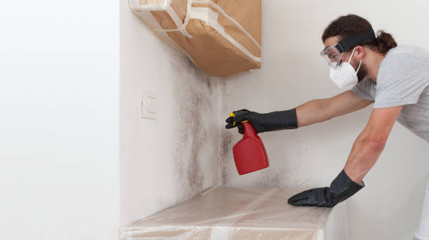 Professional Basement Mold Removal technician working in Georgetown, PA