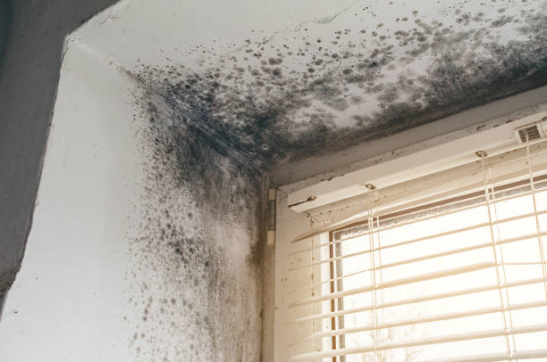 Affordable Basement Mold Removal solutions in Georgetown, PA