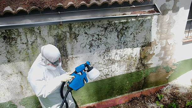 Top rated local Basement Mold Removal specialists in Georgetown, PA